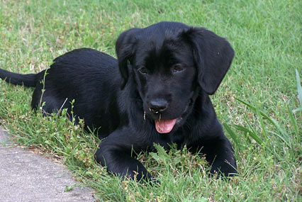 cute yellow labrador puppy. What a cute puppy!