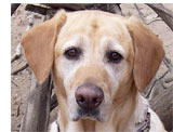 Brandy (2001-2008)