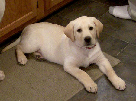 10 week lab puppy 10 week labrador retriever puppy dogs in our photo 10 week lab puppy 10 week labrador retriever puppy dogs in our photo