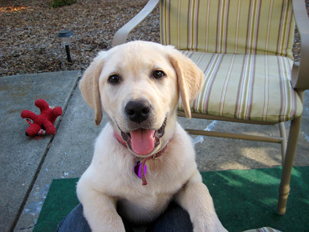 12 week lab puppy yellow lab puppies 12 weeks dogs our friends photo 12 week lab puppy yellow lab puppies 12 weeks dogs our friends photo