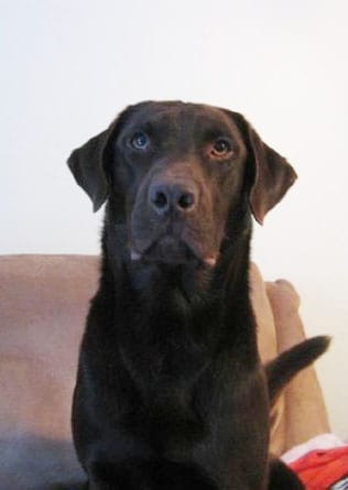 Bruin - Chocolate Lab