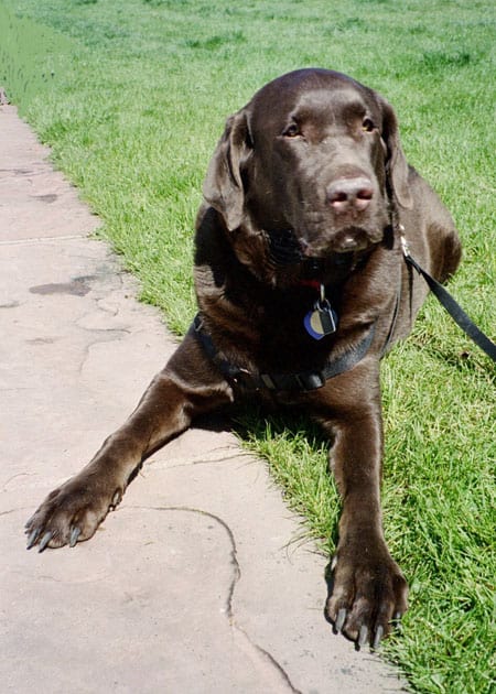 Fudge - chocolate lab