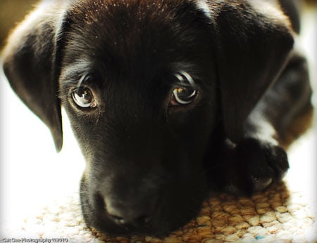 Apollo, 9 weeks old, resides in Bellingham, WA.