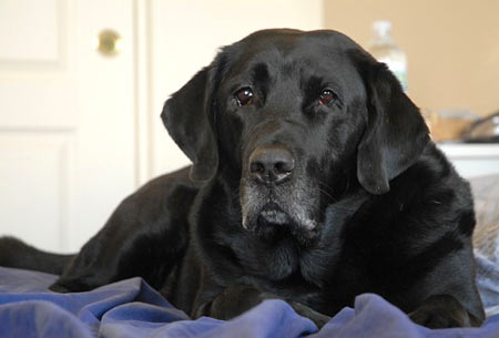 Bear (9 yrs old from Phoenix, AZ) is James