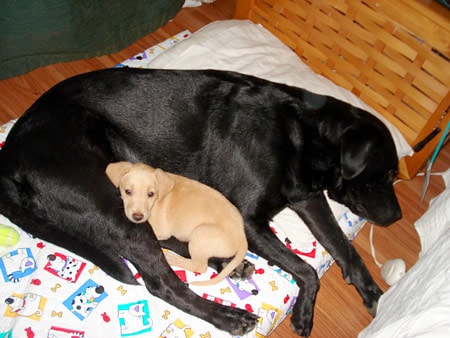 Bolpi takes in little Timmy as her own puppy.