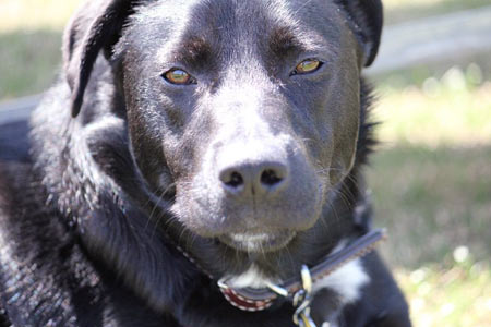 This sweetheart is Doji, a 16 month old rescue lab.