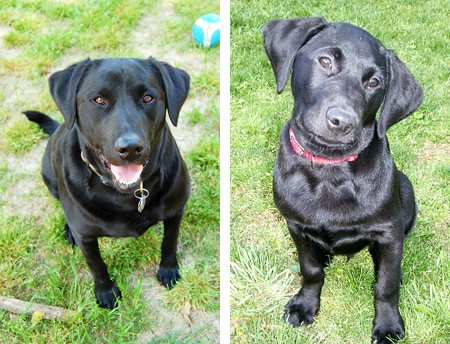 Eli is 3 years old and lives in Cahaba Heights, Alabama. The photo on the right is when Eli was a pup.