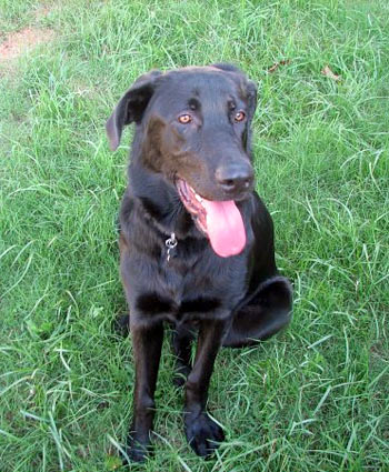 Grizzly is 13 months old, 100lbs, and from Cedartown, Georgia. He was born December 18, 2008.