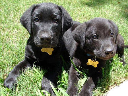 Abita (8 wks) and Guinness (9 wks) of Covington, GA enjoy the Spring air