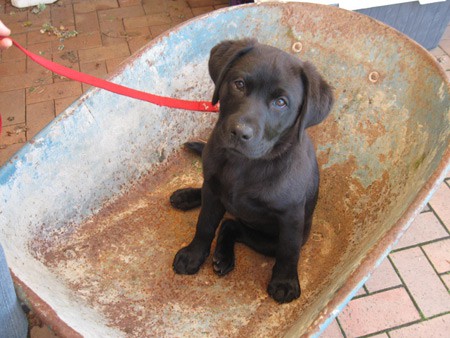 Ruby is ready to get her paws dirty and do some work.