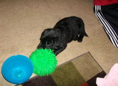 Shaq loves his giant koosh ball.