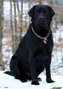 black lab picture