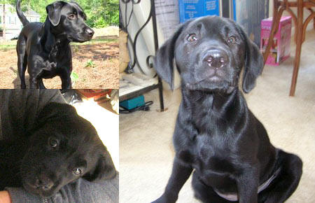 Meet Bree, 5 years old (top left), and her daughter Miya (bottom left & right) who was born October 19, 2009. The pair keep their "humans" entertained and showered with love.