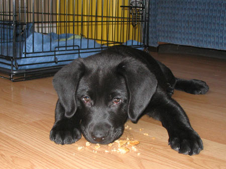 Velvet (10 wks old from Newfoundland) enjoys a tasty peanut butter treat.