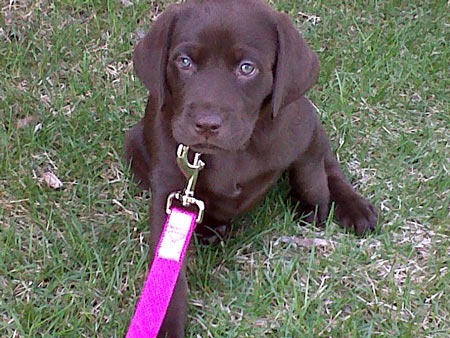 Meet Bailee, a 6.5 week old chocolate lab from Harrison Township, Michigan.