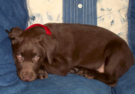 Boomer, 2 mos. old, taking a siesta