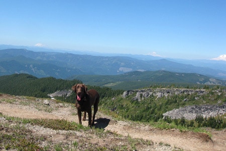 Bucky (21 months old from Portland, Oregon) loves to go hiking. This photo was taken from 8,200 ft up on Mt Hood in Oregon. In the background you can see the peaks of Mt. St. Helens, Mt. Rainier and Mt. Adams.