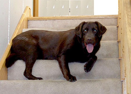 Buddy 15 month chocolate lab, Albuquerque, NM