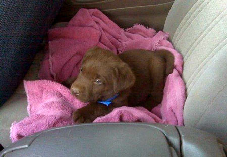 Champ (from Argyle, TX) on his way home when he was just 6 weeks old