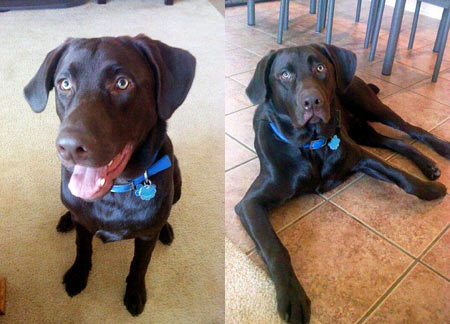 Now 8 mos, Champ shows off his big ole smile. Then, after a hard day of play, he lays down for some relax time.