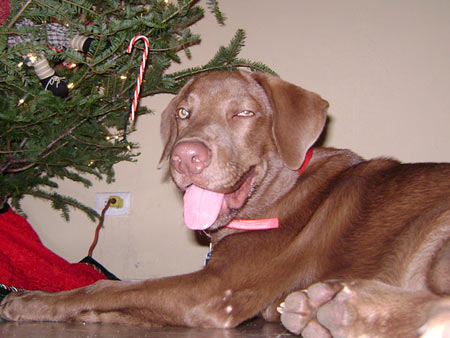 Choco (5 mos. old) enjoyed his first Christmas.