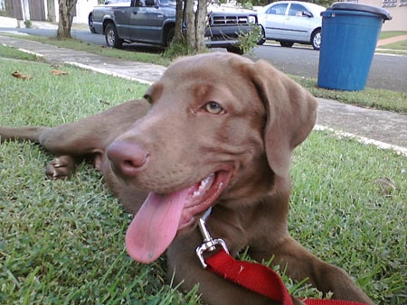 Choco loves to hang outdoors.