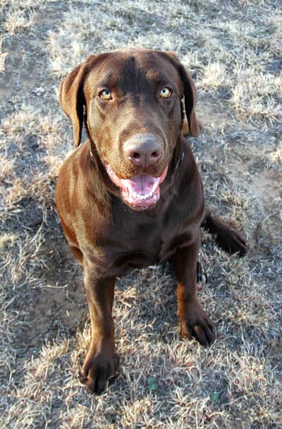 Cocoa (from Colorado Springs, CO) just turned 4. Happy Birthday! (He was 1 yrs old in the photo.)