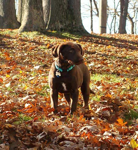 Hershey, 4 months old from Fort Wayne, IN, having fun in the leaves.