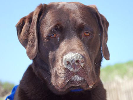 Five year old Manford (aka "Manny") is an avid beach goer who loves napping in the sand.