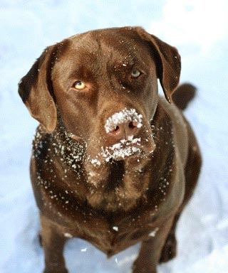 Milo (18 mos. from Arlington, VA) is enjoying the snowy Winter