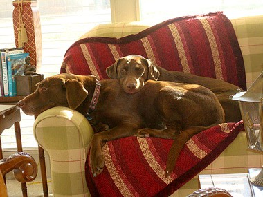 Chocolate Labs