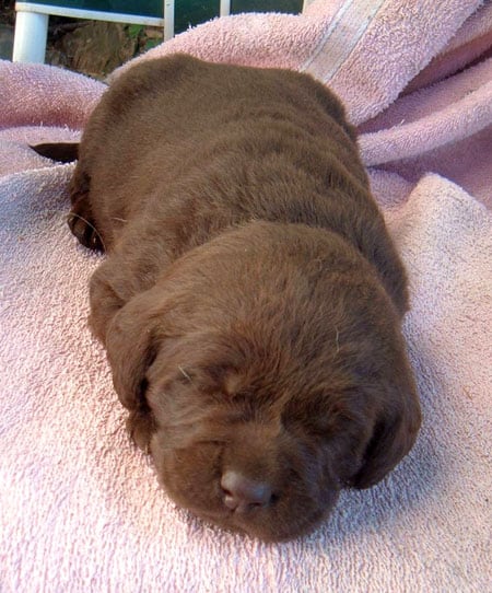 This adorable little puppy is Orla (3 weeks). She