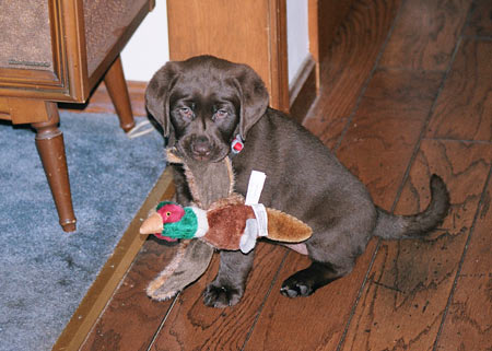 Orla loves playing fetch with her pheasant toy.