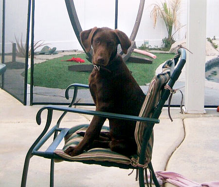 Phelps (4.5 mos.) claims a patio chair as his throne