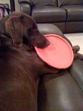 Update: Phelps, now 16 mos. old, fell asleep with a frisbee in his mouth!