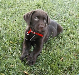 Porter at 9 weeks old from San Diego, C.A.