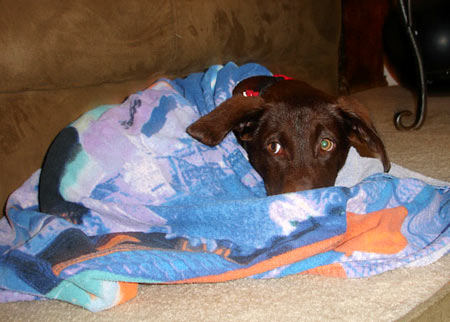 Roxy loves to snuggle under a blanket