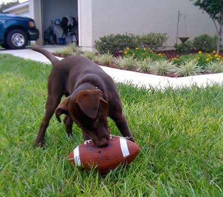 Roxy loves to play football.