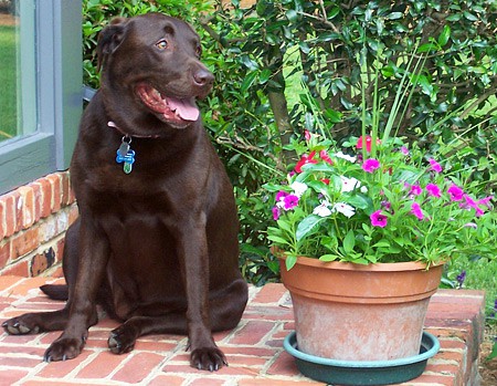 Sable, 7 years old, from Roanoke, VA loves to look pretty in photographs