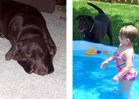 Sable looking adorable while taking a snooze, and then poolside with her favorite little human girl