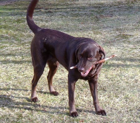 Starbuck (5 years old from western Pennsylvania) is a very intelligent doggie and cute too!