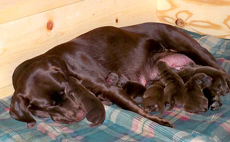 Zeena (2.5 years), from Little Elm, Tx, snuggles with her puppies.