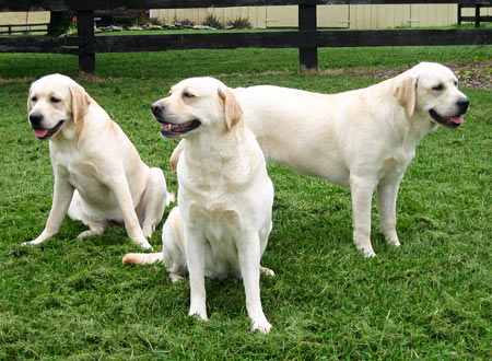 Tequila Sunrise (Quila), Bailey Irish Cream (Bailey), & Sweet Golden Sherry (Sherry). These are just 3 of the Hodgson