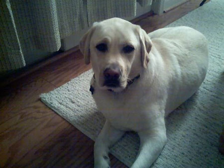 Jebbie - Yellow Lab