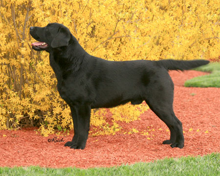 Labrador Retriever