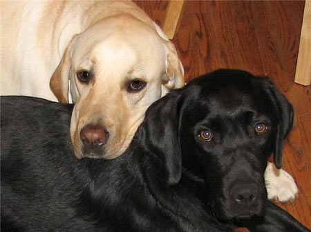 Sir Charles (4yr old yellow lab) and Aislin (1yr old black lab) are from Canada. Their owners just adopted Aislin. It was feared the two wouldn