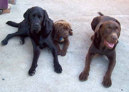 Cooper sandwich on wheat ... Orland0, Cooper, & Harper Jake