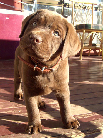 Little Cooper modeling for the camera.