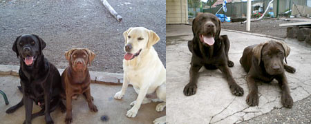 Left: Cooper with Orlando and Sam on his second day at his new home. Right: Cooper now 7 mos. old with Harper Jake.