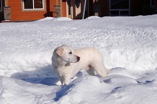 Bailey out playing in the snow.